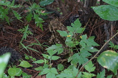 Bufo gargarizans