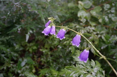 Adenophora polyantha scabricalyx