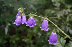 Adenophora polyantha scabricalyx