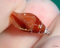 Mitridae