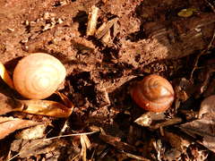 Quantula striata