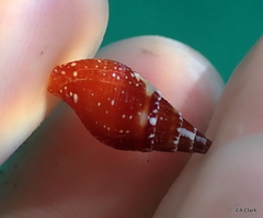 Mitridae