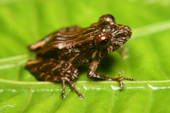 Pristimantis blasi