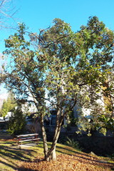 Cornus capitata