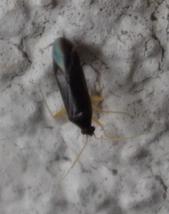 Phylus coryli