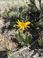 Arnica fulgens