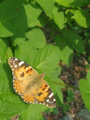 Vanessa cardui