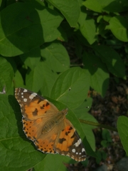 Vanessa cardui
