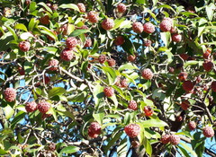Cornus capitata