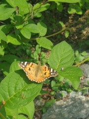 Vanessa cardui