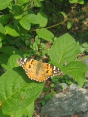 Vanessa cardui