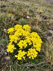 Odontarrhena obovata