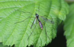 Ptychoptera contaminata