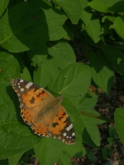 Vanessa cardui