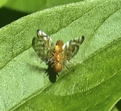 Strauzia longipennis