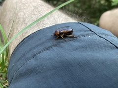 Rhizotrogus aestivus