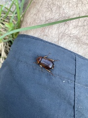 Rhizotrogus aestivus