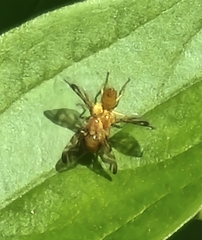 Strauzia longipennis