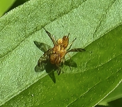 Strauzia longipennis
