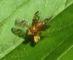 Strauzia longipennis