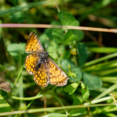 Melitaea parthenoides