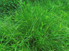 Carex vulpinoidea
