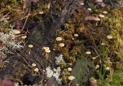 Lichenomphalia umbellifera image