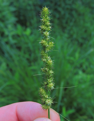 Carex vulpinoidea