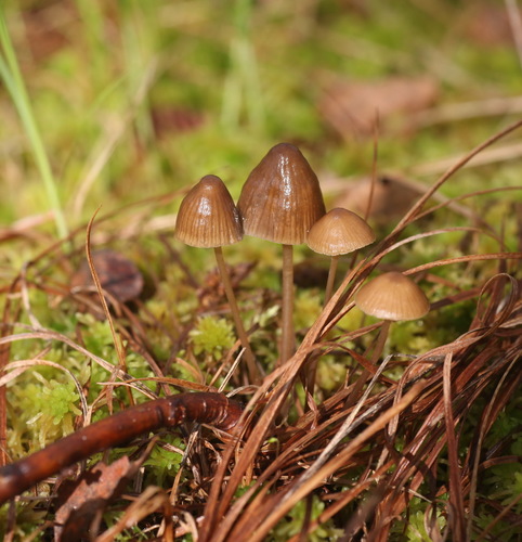 Mycena silvae-nigrae image