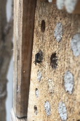 Auplopus carbonarius