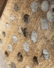 Auplopus carbonarius