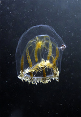 Melicertum octocostatum
