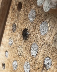 Auplopus carbonarius