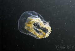 Melicertum octocostatum