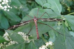 Tipula