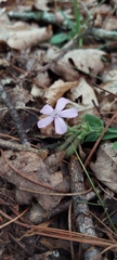 Phlox nivalis