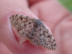 Scopula asellaria