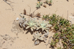 Convolvulus secundus