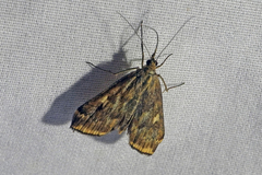Loxostege munroealis