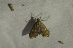 Loxostege munroealis