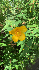 Hypericum patulum