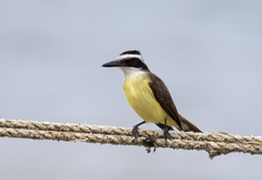 Pitangus sulphuratus