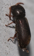 Ptilinus