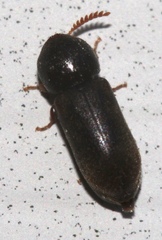 Ptilinus