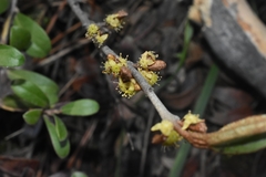 Shepherdia canadensis