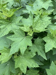 Hibiscus laevis
