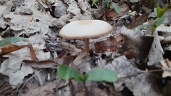 Clitocybe fragrans