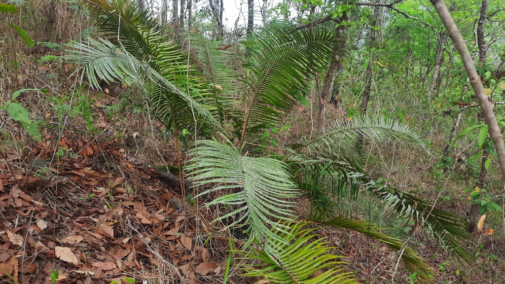 Ceratozamia chimalapensis