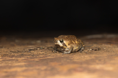 Breviceps carruthersi