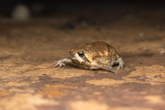 Breviceps carruthersi